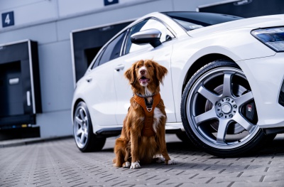 Audi japan racing wheels